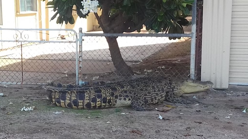 A 3.5-metre crocodile found in a person's backyard in Karumba