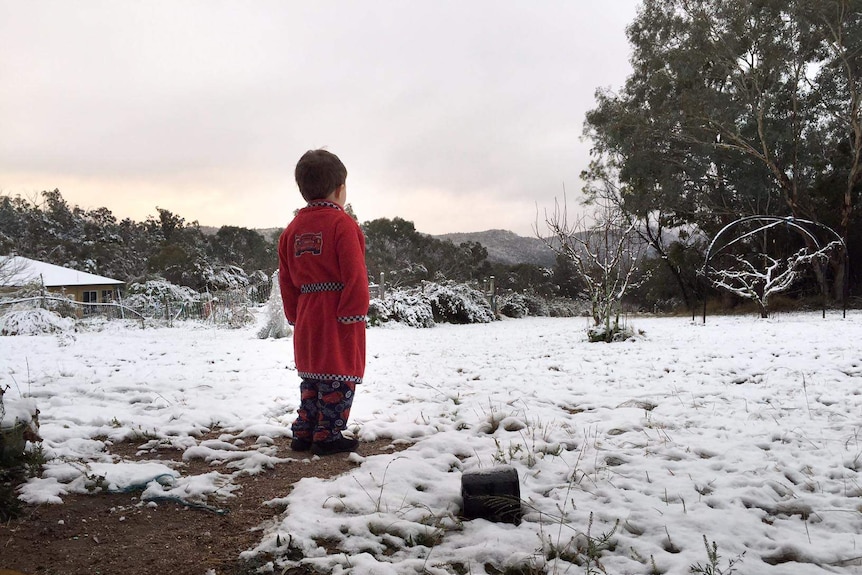 Three-year-old Massimo Leonardi looks out over snow covering the ground at Ballandean near Stanthorpe.