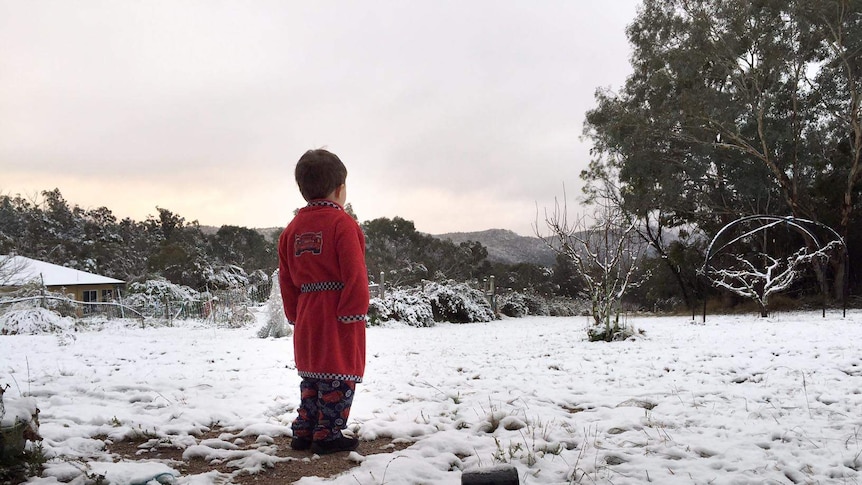 Three-year-old Massimo Leonardi looks out over snow covering the ground at Ballandean near Stanthorpe.