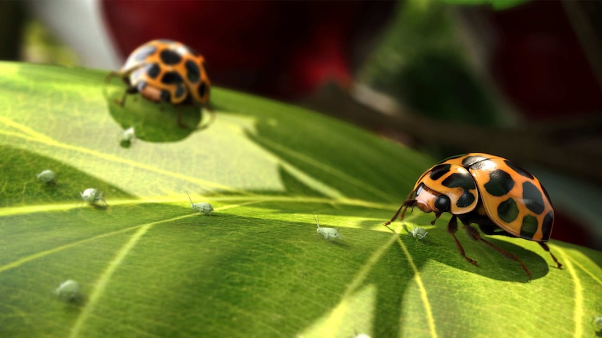 An animation of ladybirds eating aphids on a leaf