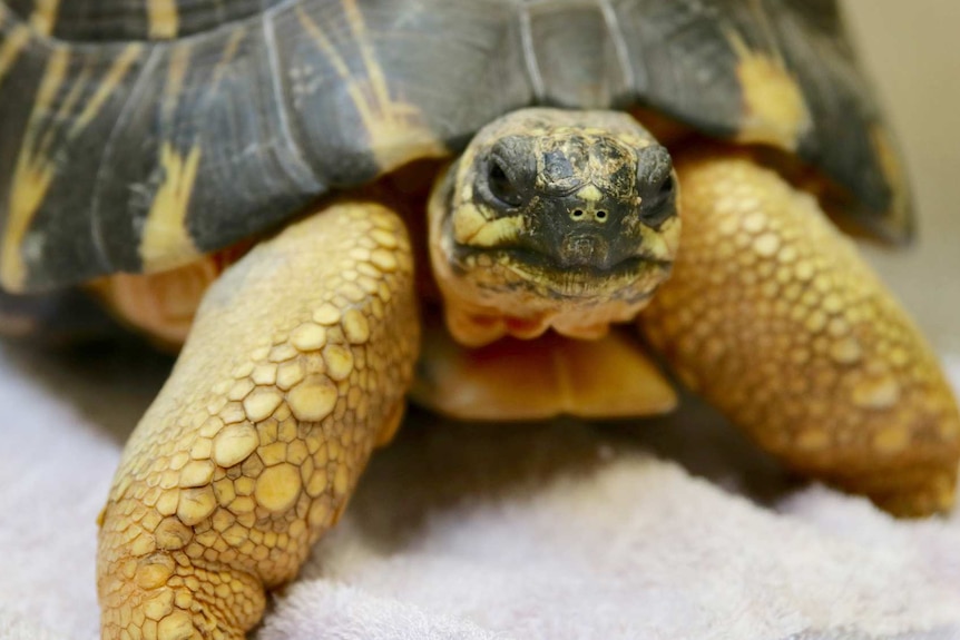 A close-up shot of a radiated tortoise sitting on a towel on the ground with a human hand resting on its shell.