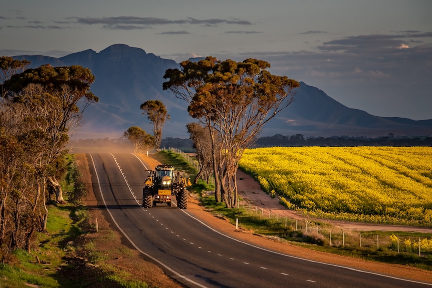 Canola in a field.