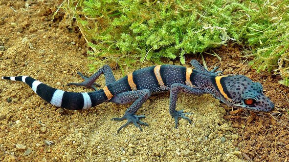 A Chinese cave gecko with white and orange stripes down its back.