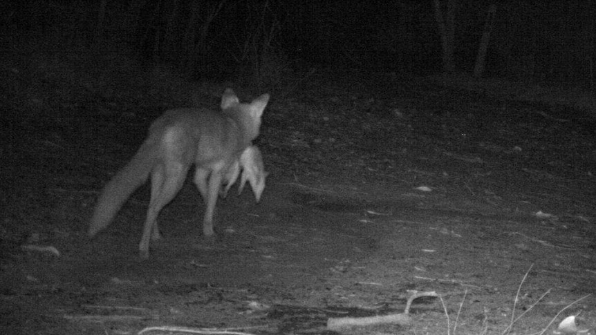 A fox is seen hunting in the Tweed Shire Council at night.
