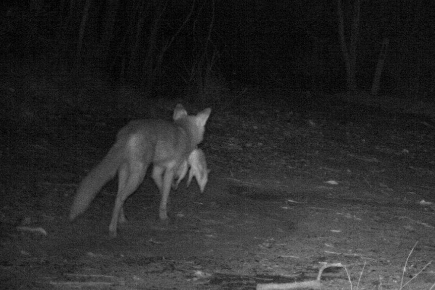 A fox is seen hunting in the Tweed Shire Council at night.