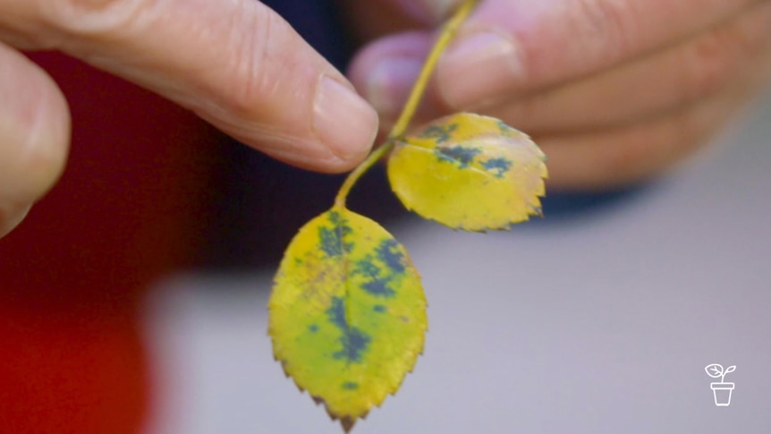 Finger pointing to yellow leaf covered in black spots
