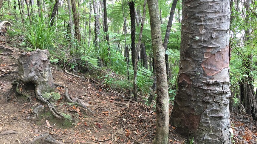 Kauri stump on walking track