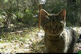 Feral cat looking into camera