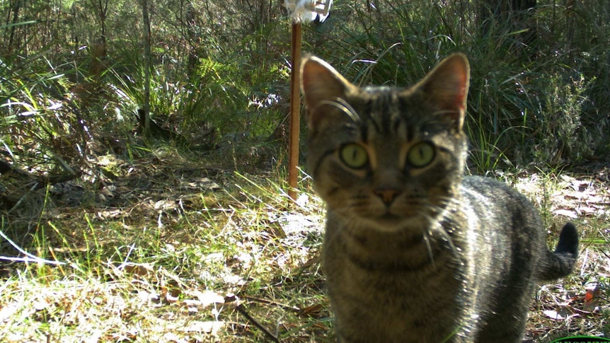 Feral cat looking into camera