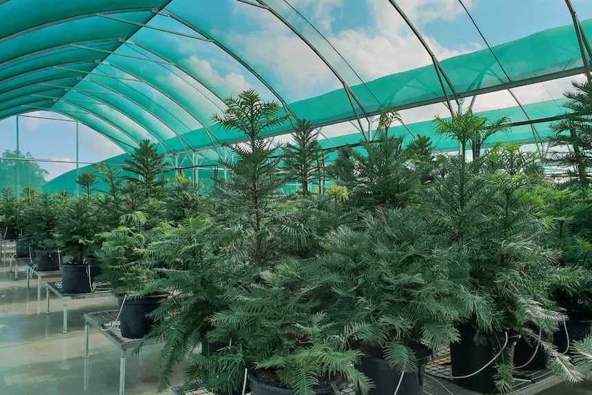 Wollemi Pines growing in a greenhouse. 