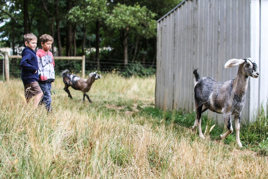 George, 9 and Tully, 11 herd the school's goats into the feeding shed.