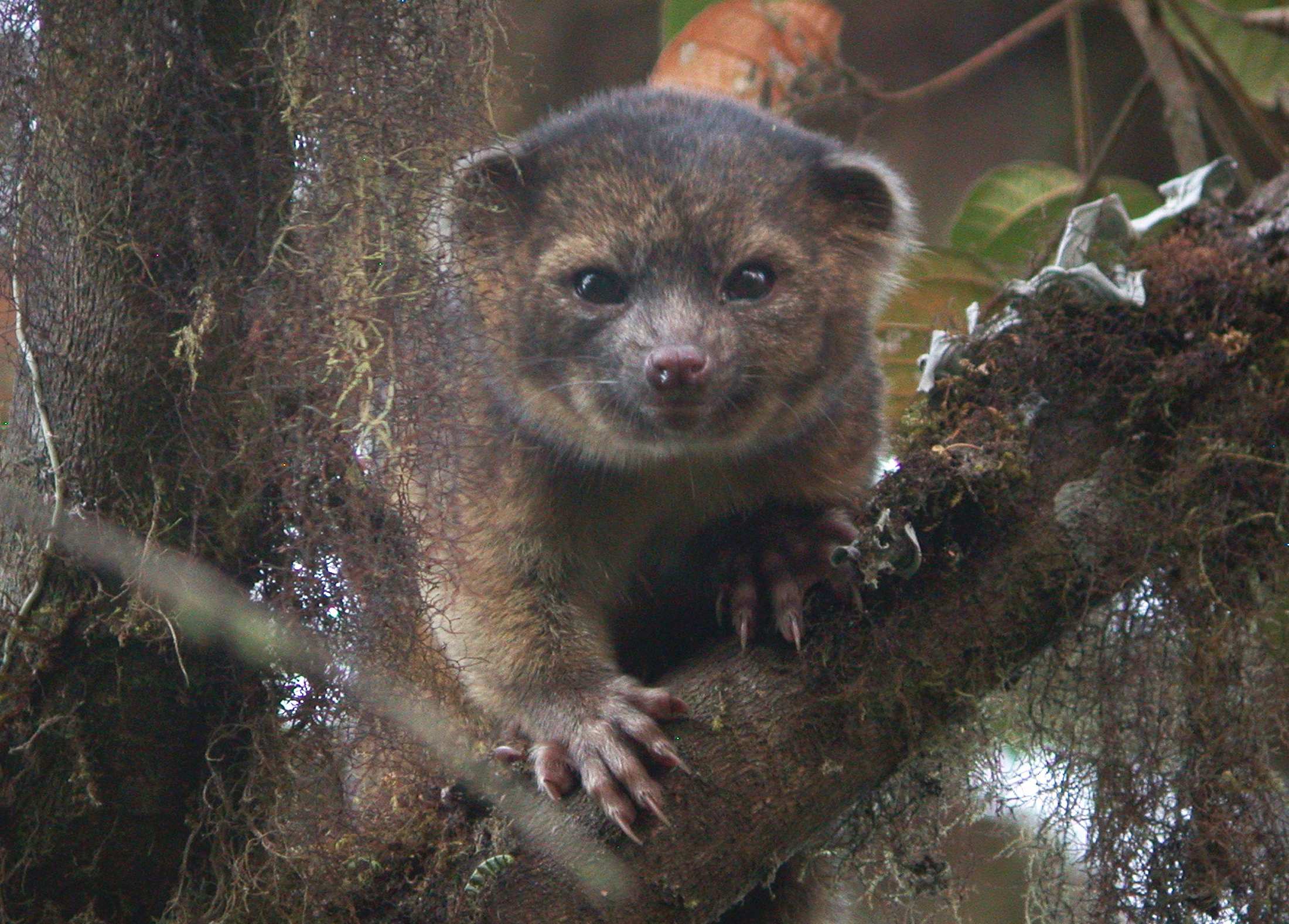 New species of 'teddy bear' carnivore discovered in cloud forests of