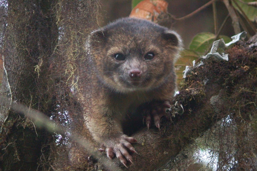 An olinguito, described as the first carnivore species to be discovered in the American continents in 35 years.