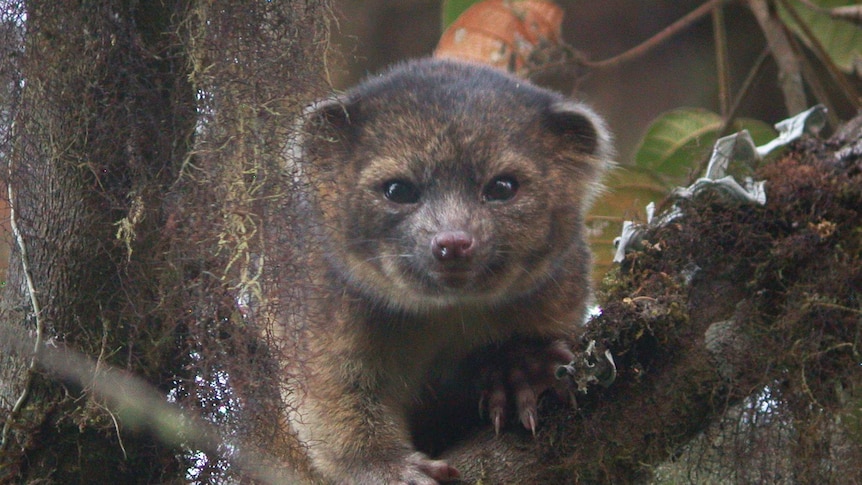 An olinguito, described as the first carnivore species to be discovered in the American continents in 35 years.