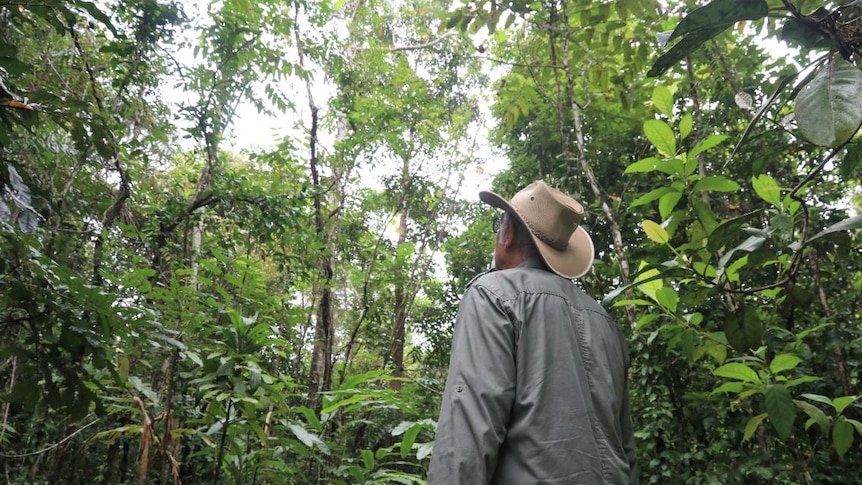 Man in hat stands in a rainforest and looks up.