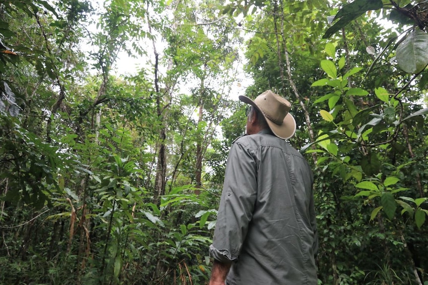 Man in hat stands in a rainforest and looks up.