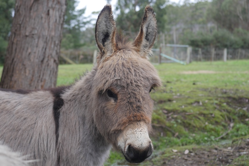 A small, fluffy, grey haired donkey with large ears and a white muzzle looks at the camera