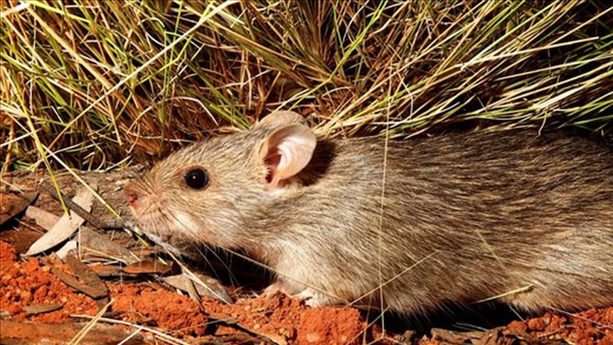 Native long-haired rat (Rattus villosissimus) pictured on a property near Stonehenge.