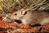 Native long-haired rat (Rattus villosissimus) pictured on a property near Stonehenge.