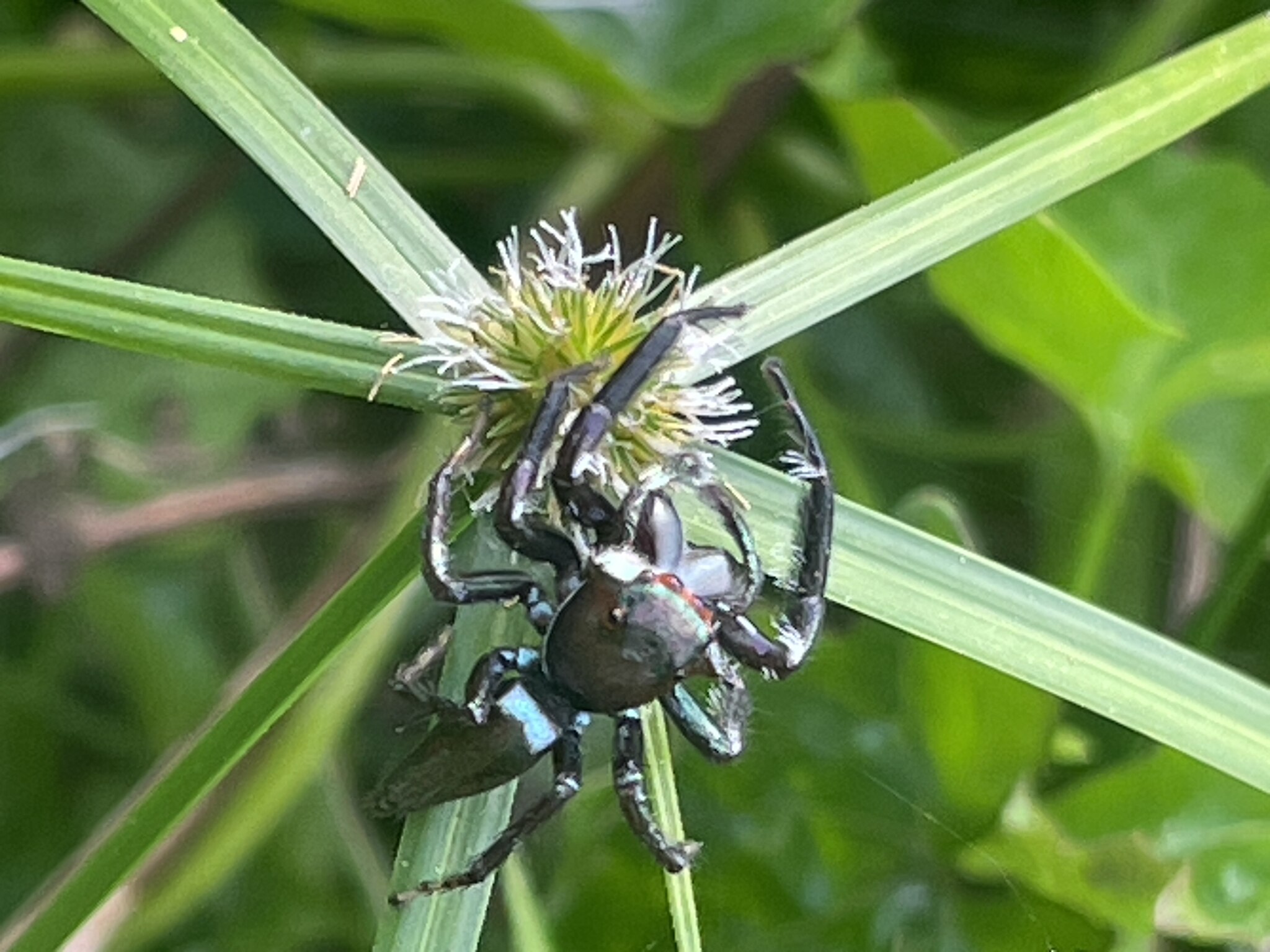A black spider hanging upside down on a frond and green flowerhead. 