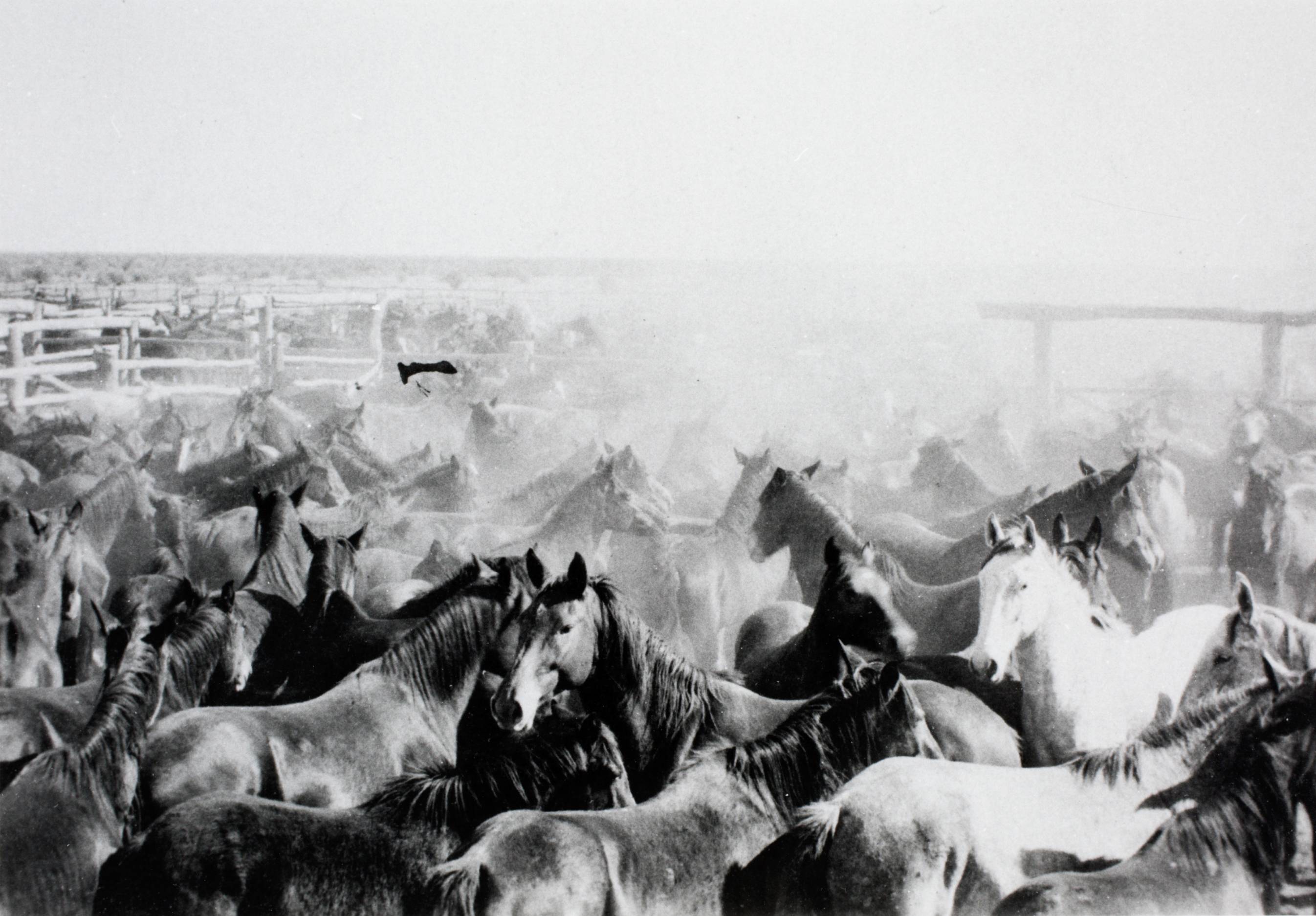 A black and white photo of wild horses in a pen.
