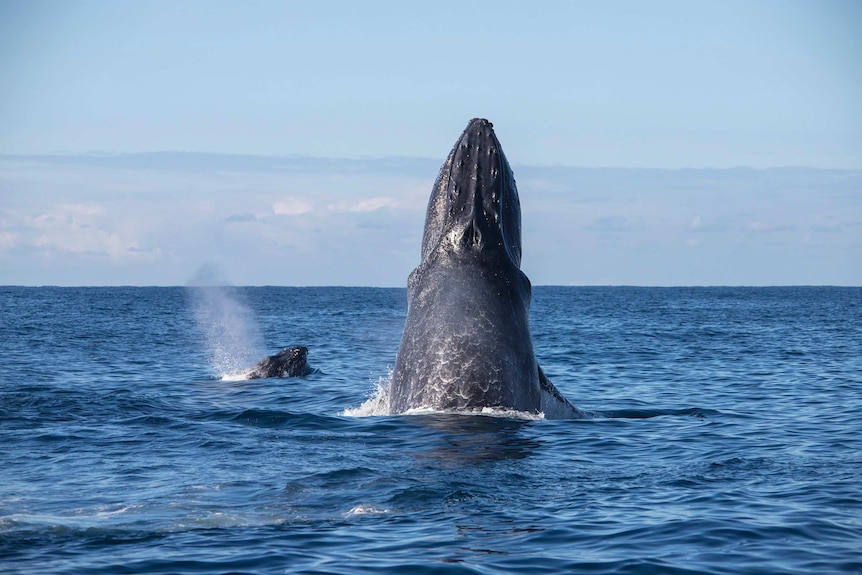 Humpback whales enjoyed the nice weather