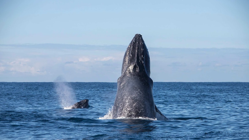 Humpback whales enjoyed the nice weather