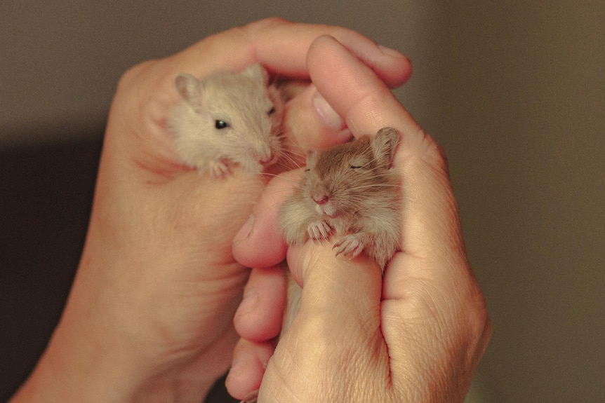 Two small hamsters in a pair of hands.