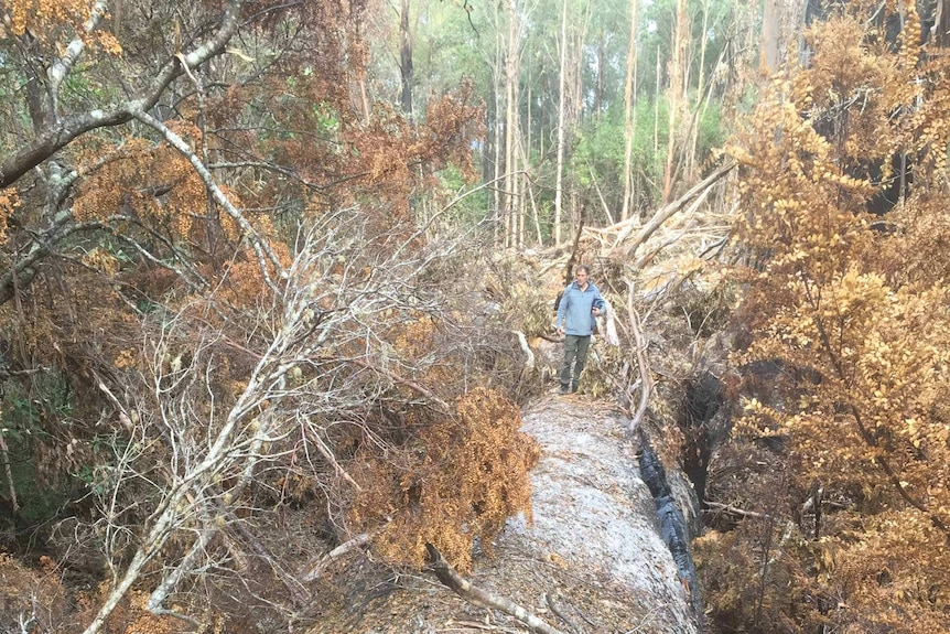 A giant tree lies dead on its side, a man stands on top of it.