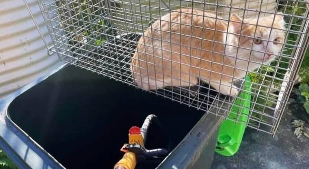 'Animal lover' Philip Tripp will lose companion parrot after drowning