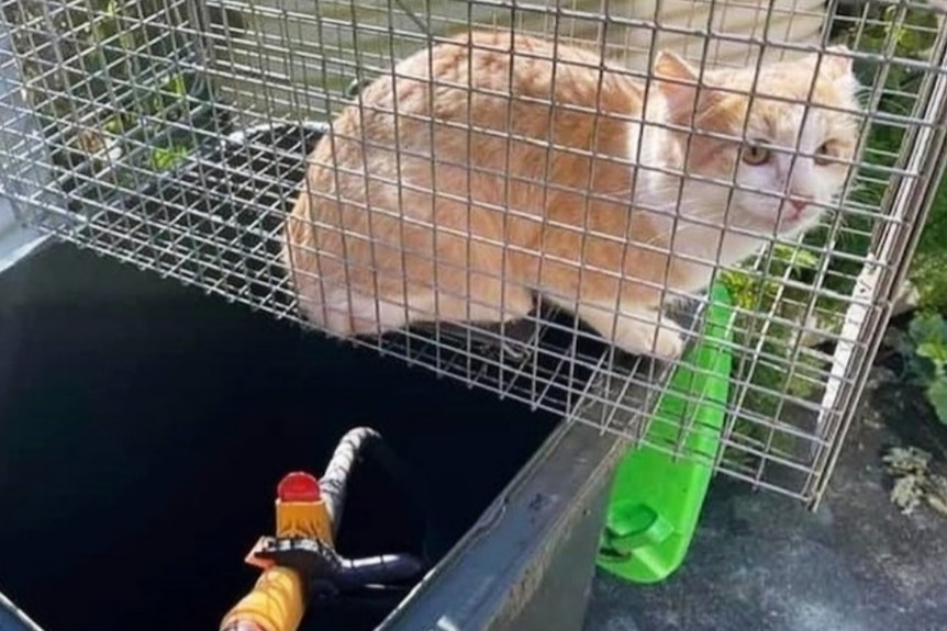 A caged cat over a garbage bin with a water hose going in.