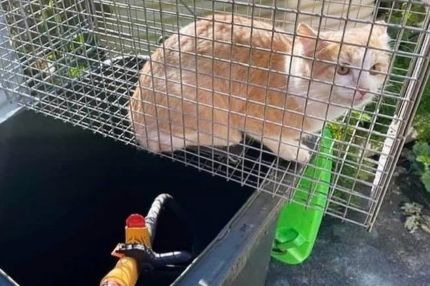 A cat perched on a garbage bin.