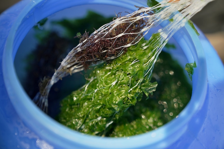 two thin cylinder nets of green and brown seaweed being drawn out of a blue plastic barrell 