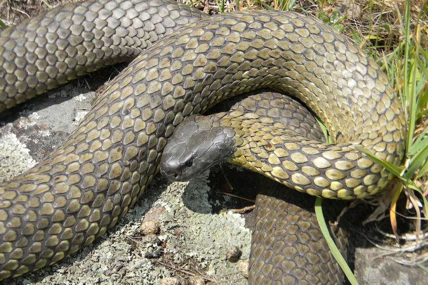 a black snake with yellow markings
