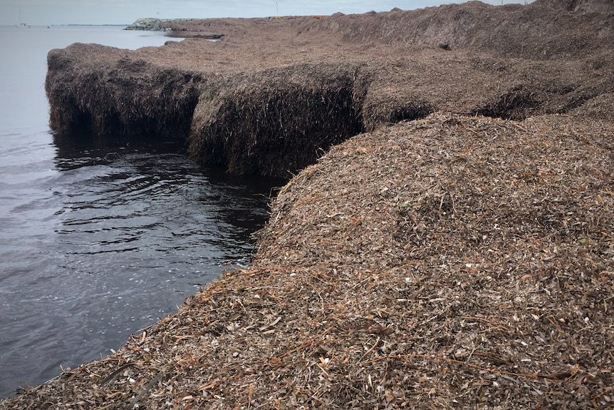Piles of seaweed on a beach