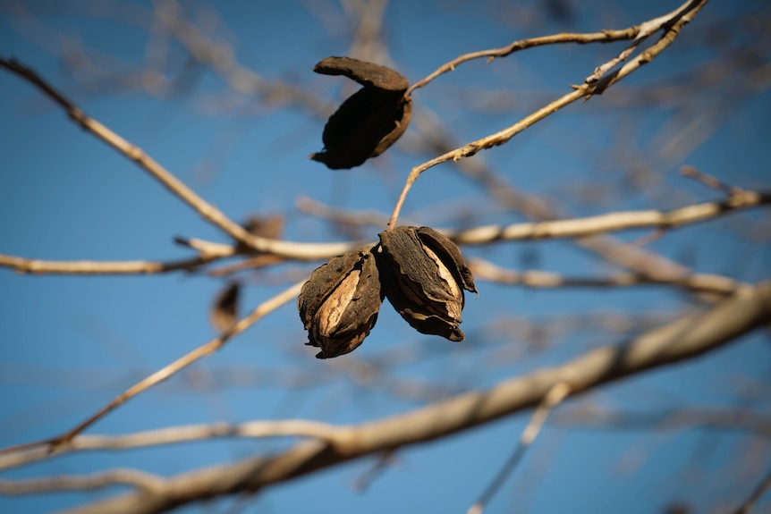 Pecan nuts