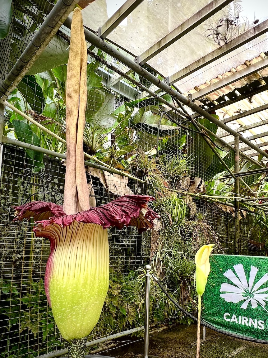 The tall flower of an open blooming titan arum plant in an undercover nursery.