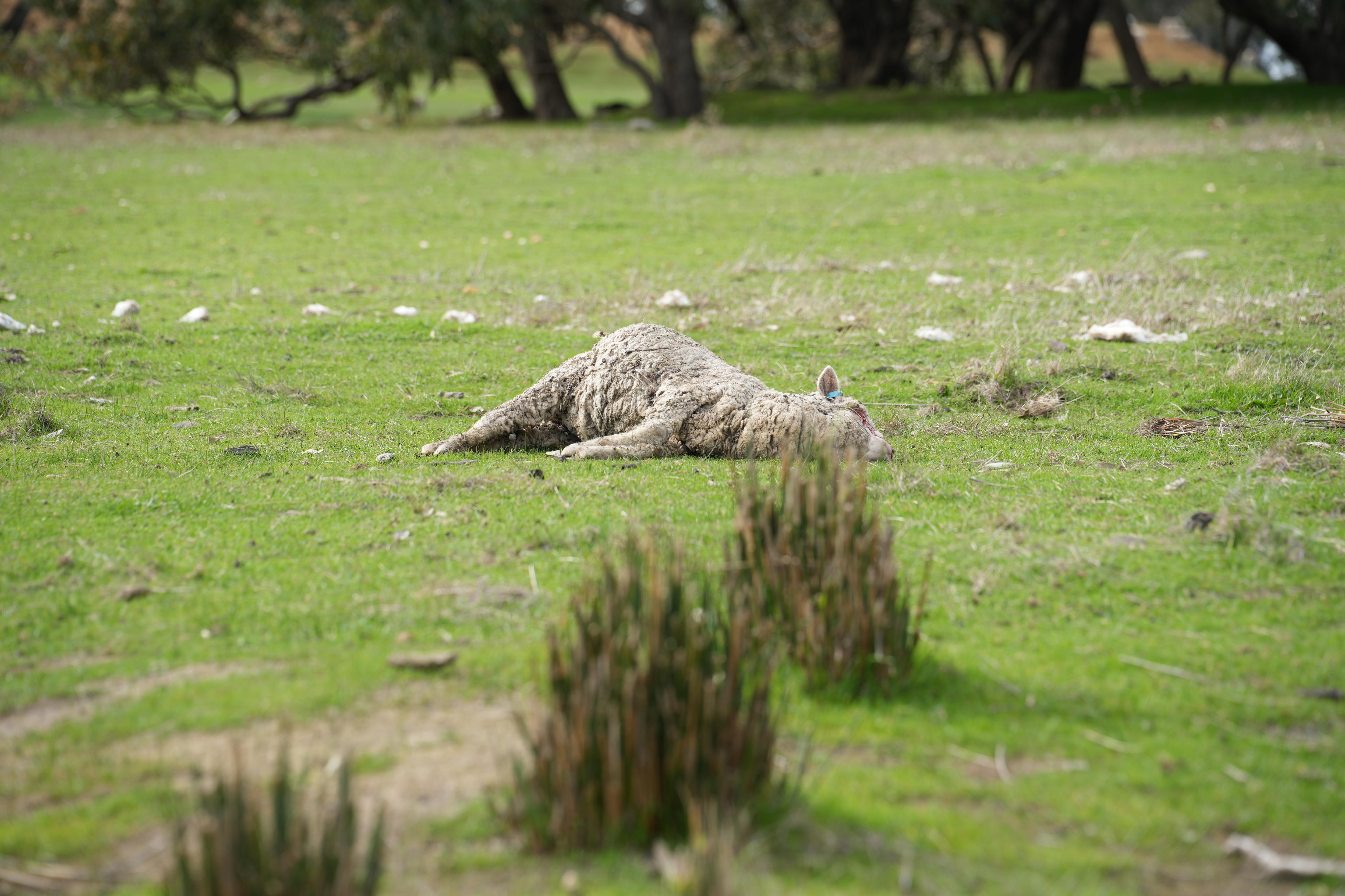 a dead sheep with wool torn out 