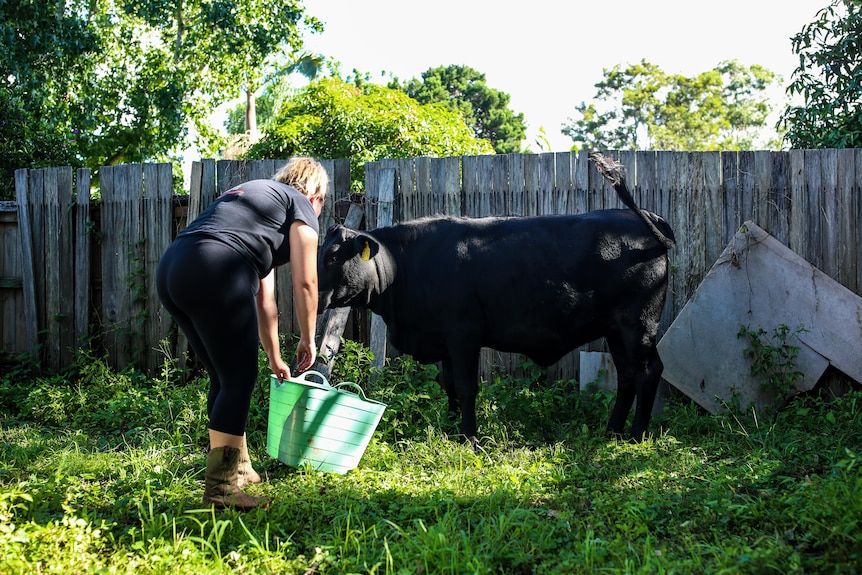 A woman with a cow.