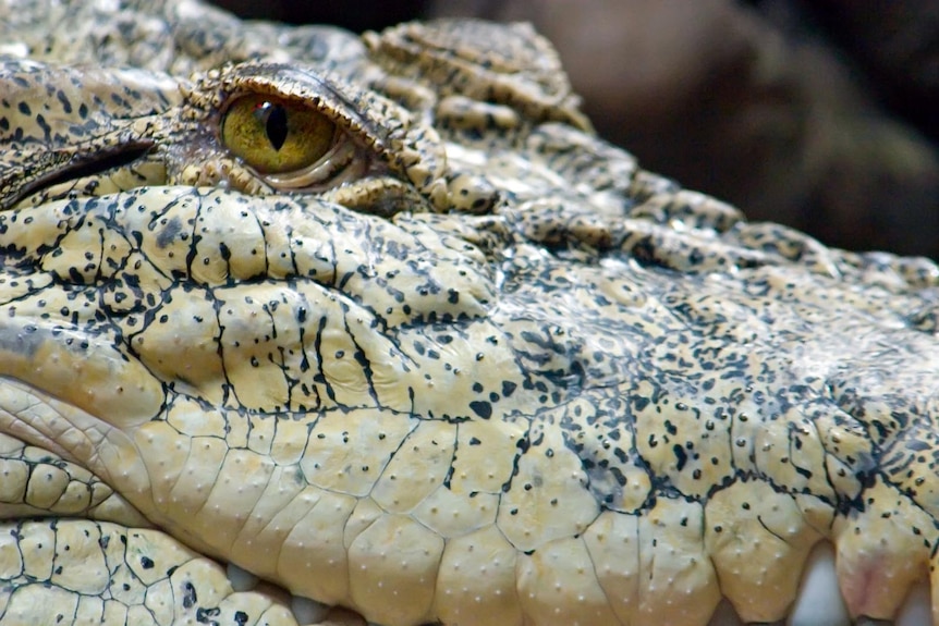 A saltwater, or estuarine, crocodile