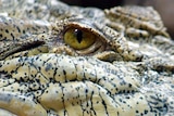 NT renews push to allow safari crocodile hunts