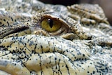 A saltwater, or estuarine, crocodile