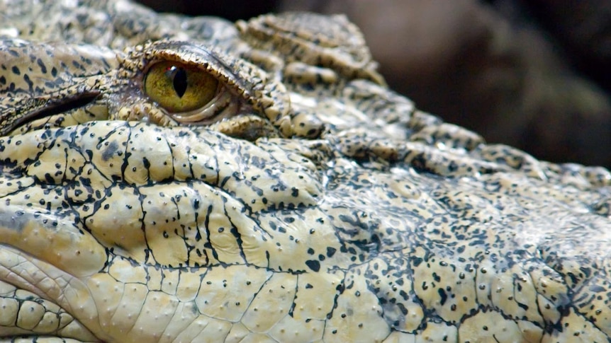 A saltwater, or estuarine, crocodile