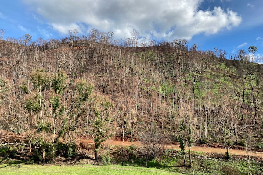 Native grasses return across a hill, visible underneath hundreds of bushfire-affected trees.