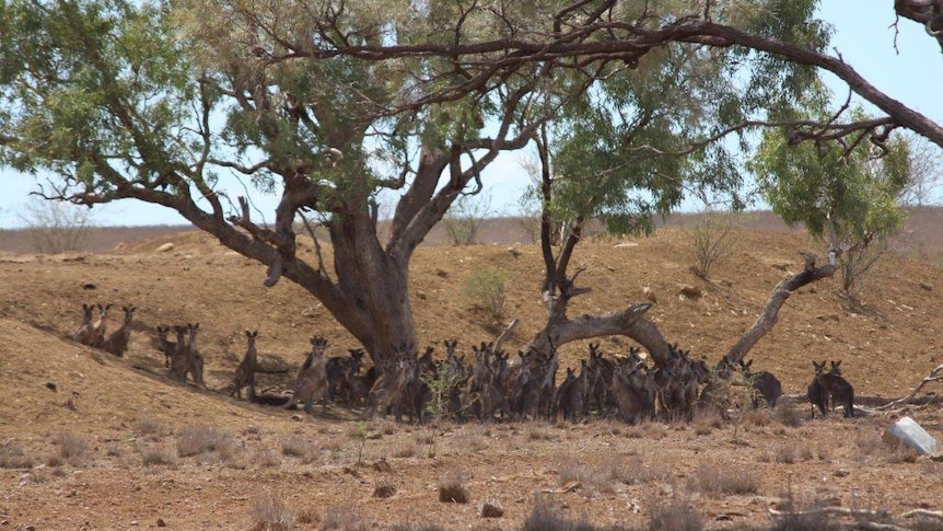 Mob of kangaroos take shade under a tree in central-west Queensland