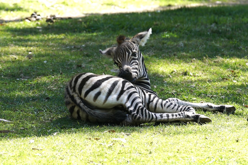 Baby zebra lies on the ground