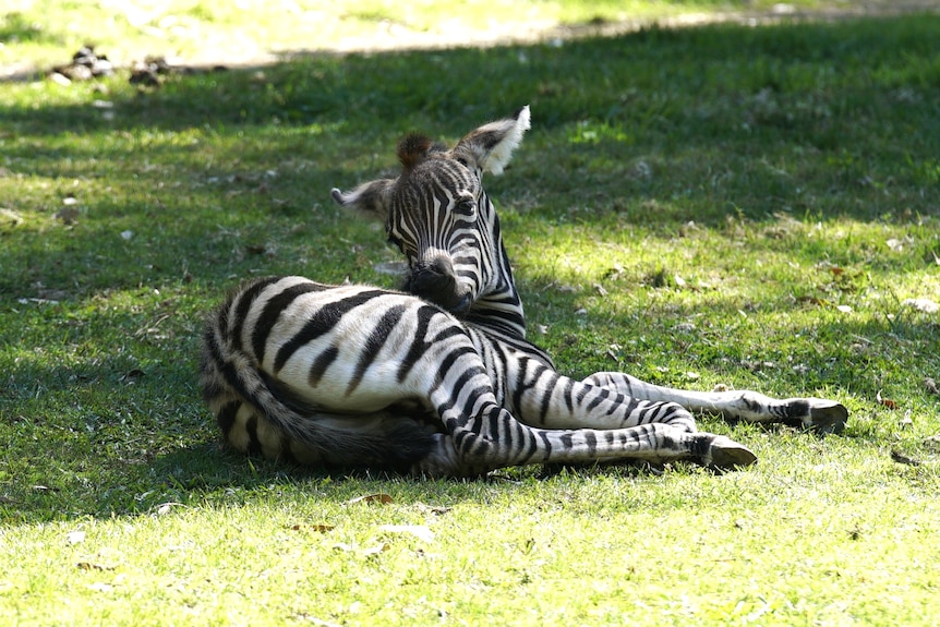 Baby zebra lies on the ground