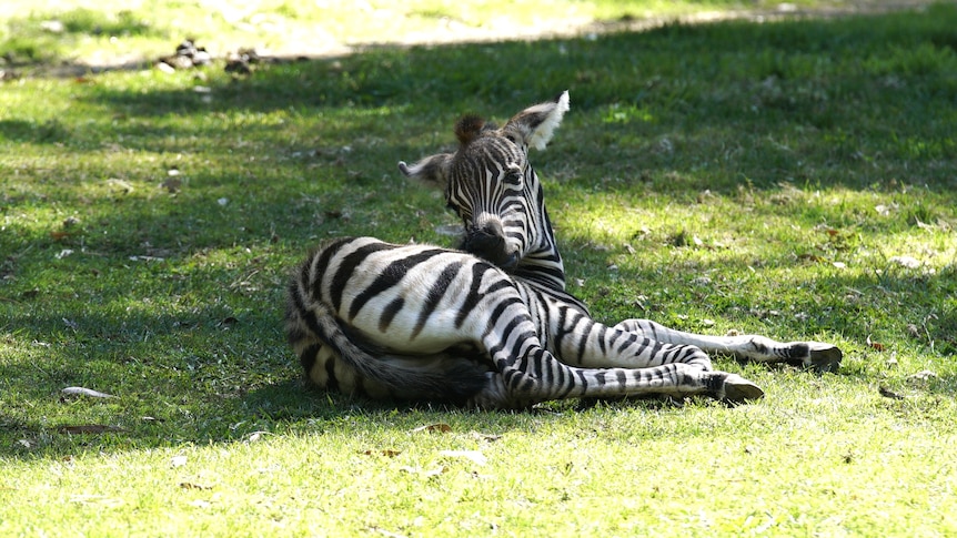 Baby zebra lies on the ground