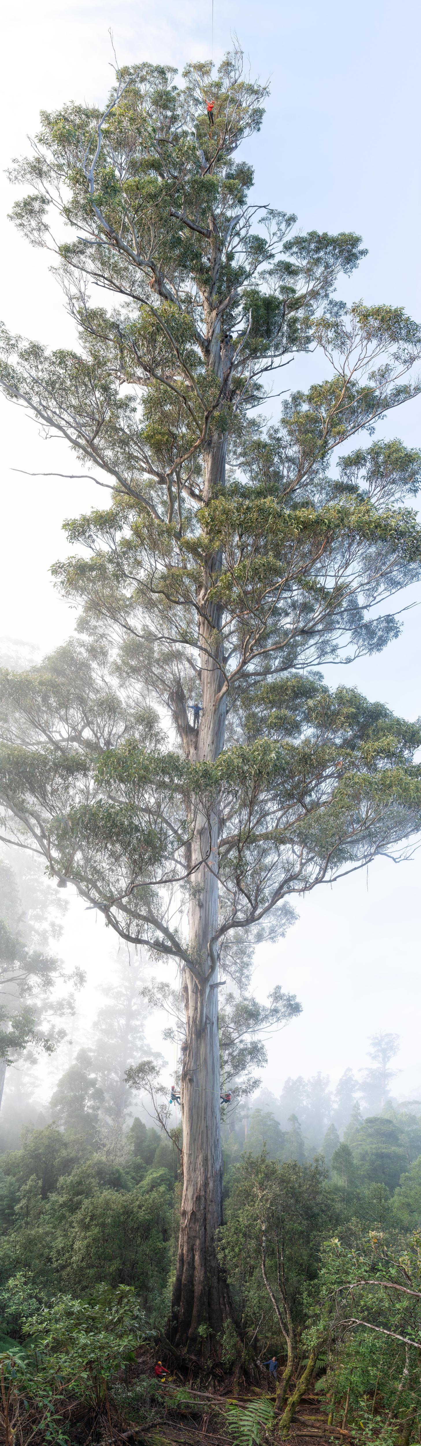 A portrait-oriented photo of a huge old tree surrounded by low bushes and scrub