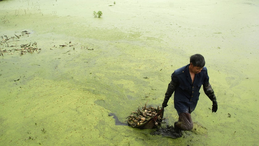 Chinese farmer walks through algae-filled pond